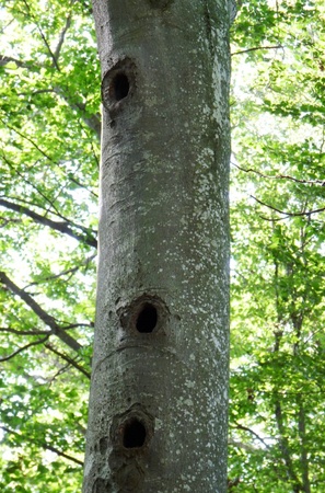 Baumeister Schwarzspecht war am Werk an der Löcher-Buche