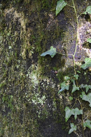 Bewuchs mit Moos und Flechten am Green Pillar