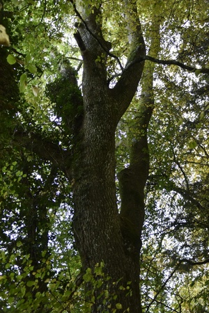 Grosser Duchmesser = viele Strukturen und Nischen an der Stadthalter Esche