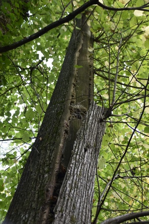 Grosser Rindenschaden an der Try-Again-Linde
