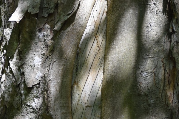Holzbewohnende-Insekten bohren Gänge in die Rindenverletzung des Lava-Ahorns
