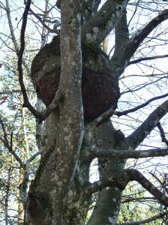 Krebswucherung an der Black-Pearl-Buche
