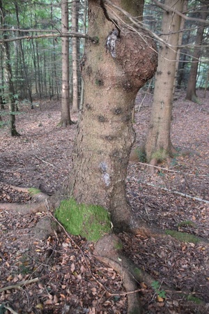 Krebswucherungen an der Buckel-Fichte