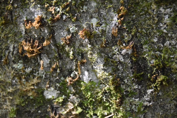 Moos und Flechten an der Flechten-Buche