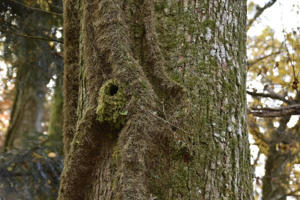 Nest der Schwanzmeise an einer Esche in Hinwil