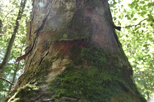 Rindenschuppen dienen als Verstecke für Fledermäuse und Insekten am Lava-Ahorn