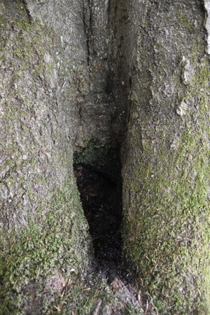 Wasser im Stammfuss der Furchenbuche – Lebensraum für Schwebefliegenlarven