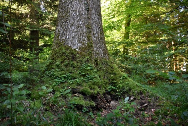 Wo hört der Waldboden auf am Stammfuss der Höhlenesche