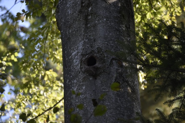 Wohnraum für Fledermaus oder Hohltaube in der Villa-Buche