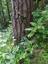 Eulen-Foehre-2_Easy-Resize.com_.jpg