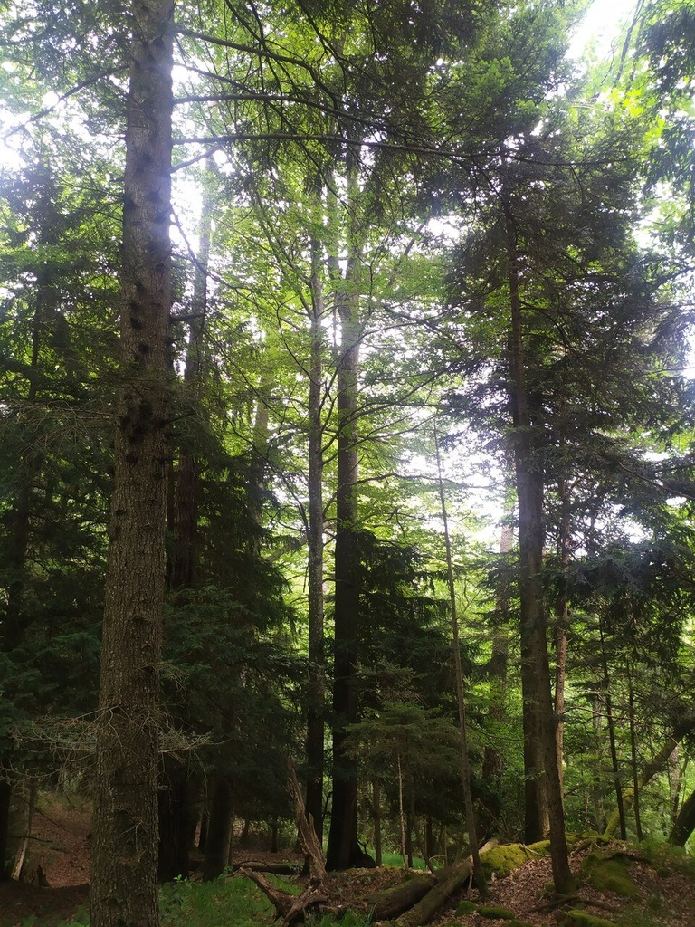 Trollheim-easy-resize-2.jpg