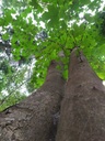 Habichtskralle_Easy-Resize.com-2.jpg