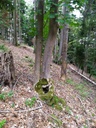 Habichtskralle_Easy-Resize.com-3.jpg