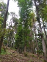 Habichtskralle_Easy-Resize.com-5.jpg
