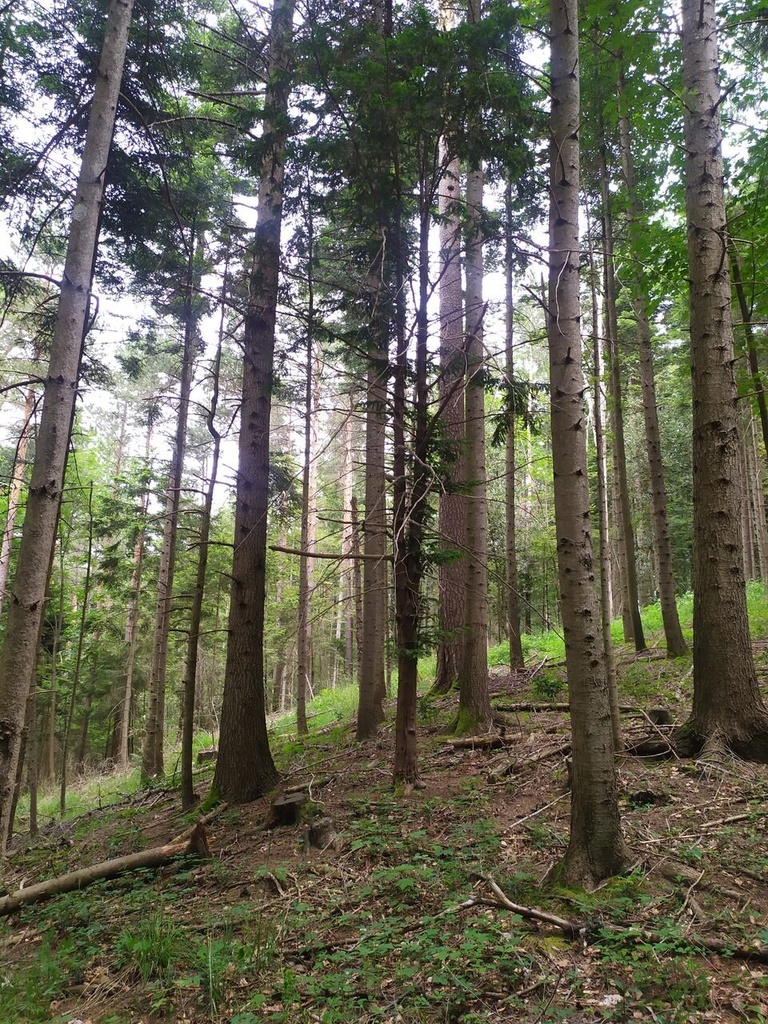 Rumpelstilzchen-4_Easy-Resize.com_.jpg