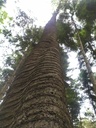 Trippelhelix_Easy-Resize.com-2.jpg