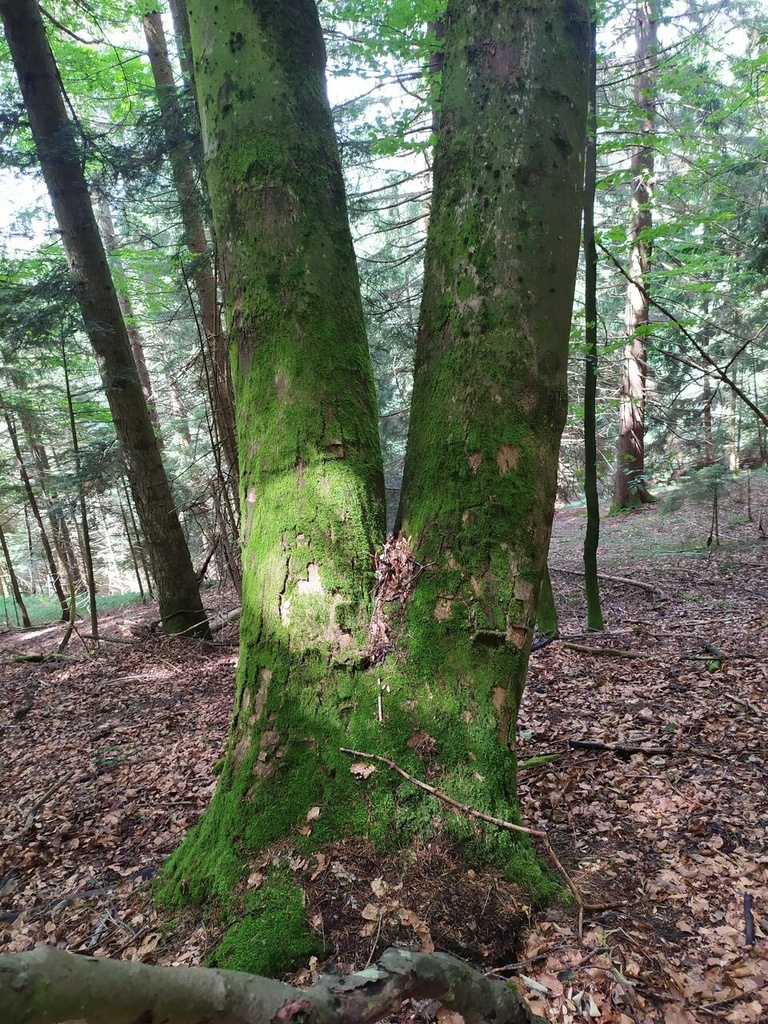 Cornuto-3_Easy-Resize.com_.jpg