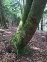 Cornuto-4_Easy-Resize.com_.jpg