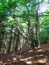 Mutter-des-Waldes-4_Easy-Resize.com_.jpg