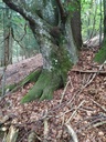 Mutter-des-Waldes-6_Easy-Resize.com_.jpg
