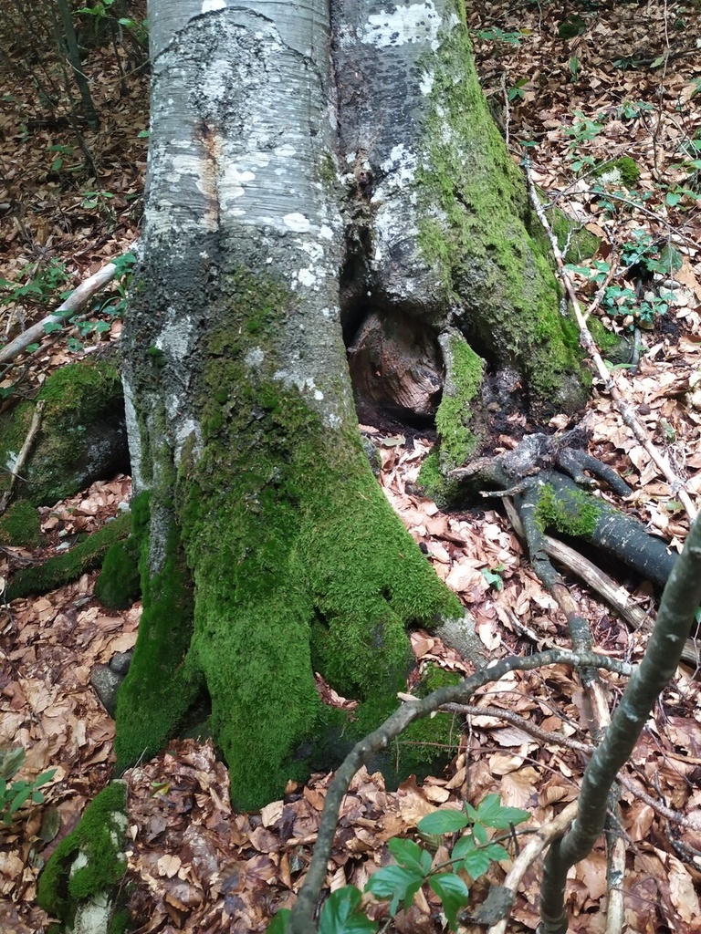 Bigfoot-4_Easy-Resize.com_.jpg