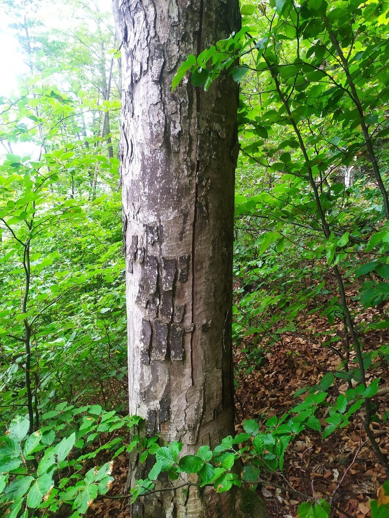 Roestigraben-3_Easy-Resize.com_.jpg