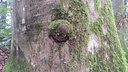 Schwester-Herz-Web-2_Easy-Resize.com_.jpg