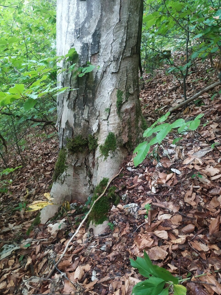 Roestigraben-4_Easy-Resize.com_.jpg