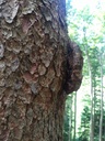 Orecchiette-2_Easy-Resize.com_.jpg