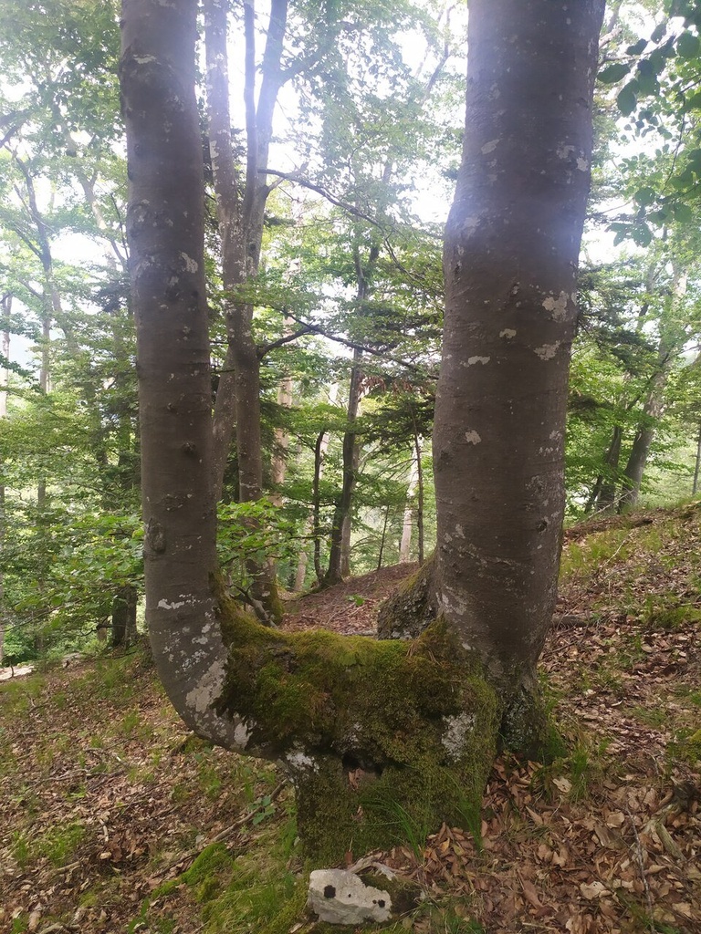 Gireizi_Easy-Resize.com-2.jpg