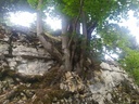Koenigin-der-Kraehen-7_Easy-Resize.com_.jpg