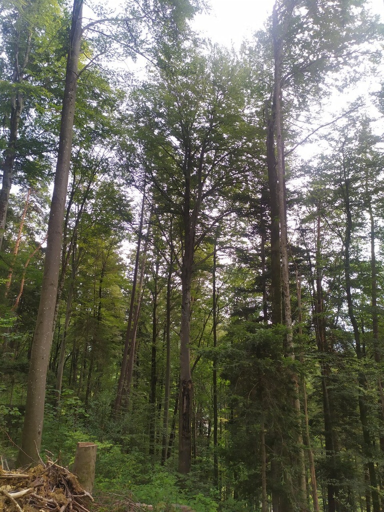Herzchen-7_Easy-Resize.com_.jpg