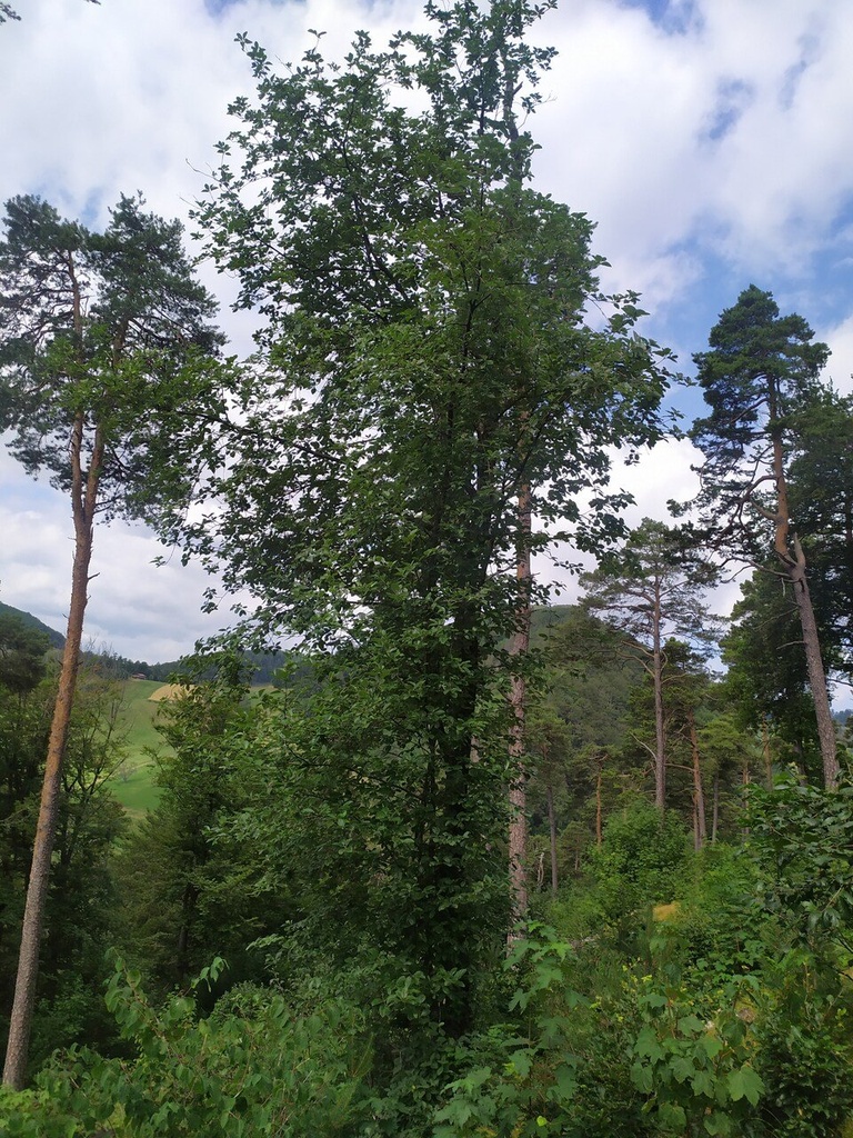 Blumenstrauss-3_Easy-Resize.com_.jpg