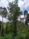 Blumenstrauss-3_Easy-Resize.com_.jpg