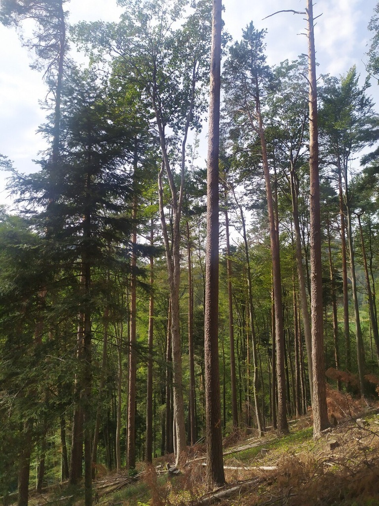 Nebelfaenger-6_Easy-Resize.com_.jpg