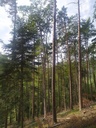 Nebelfaenger-6_Easy-Resize.com_.jpg