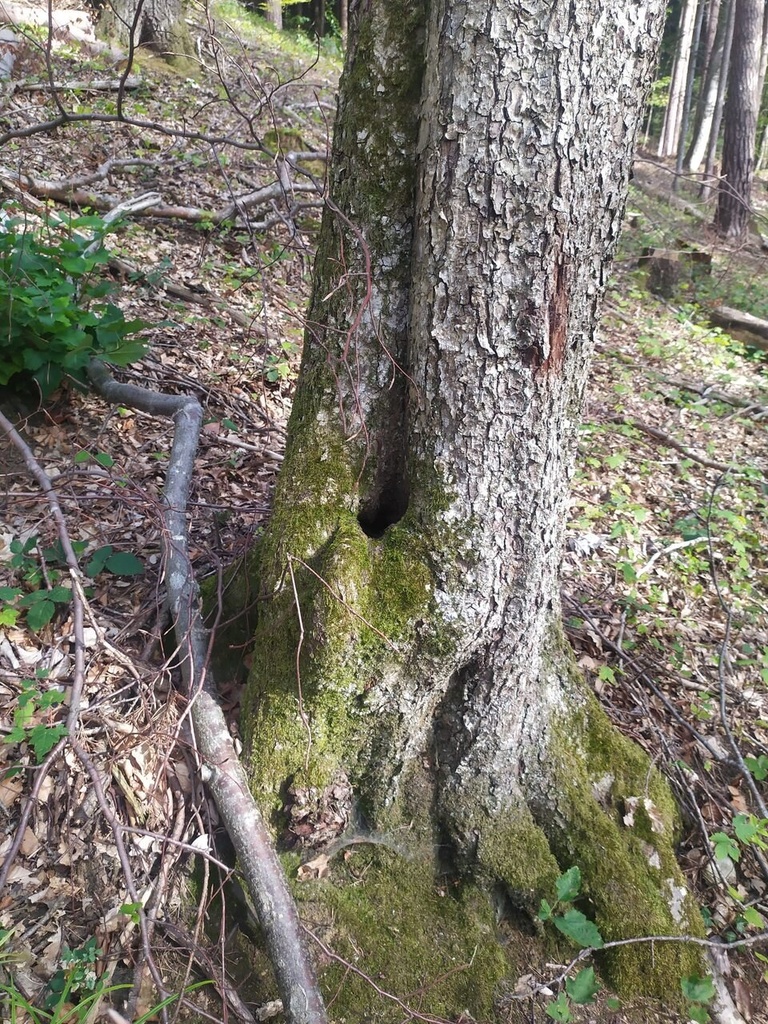 Vogelbad-3_Easy-Resize.com_.jpg