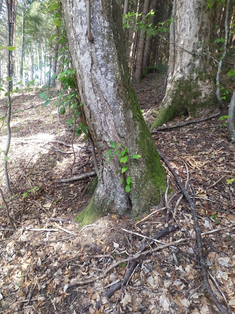 Tamagotschi-5_Easy-Resize.com_.jpg