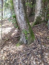 Tamagotschi-5_Easy-Resize.com_.jpg