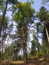Wolkenfluesterer-5_Easy-Resize.com_.jpg