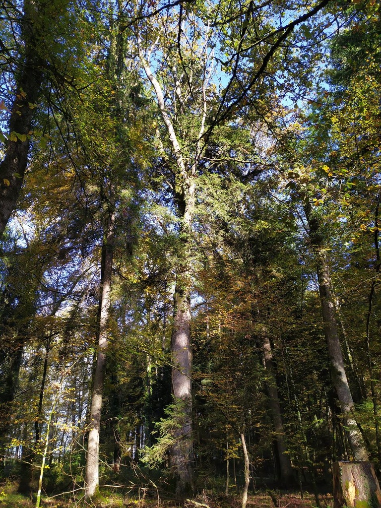 1699465314567_Easy-Resize.com_.jpg