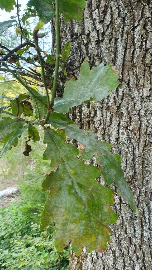 churze-Chnorzli-Webseite-3_1-scaled.jpg