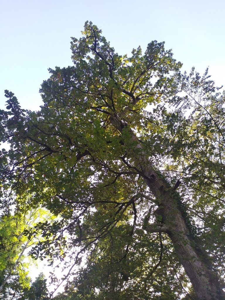 Tuefelsburg-Webseite-2_Easy-Resize.com_.jpg