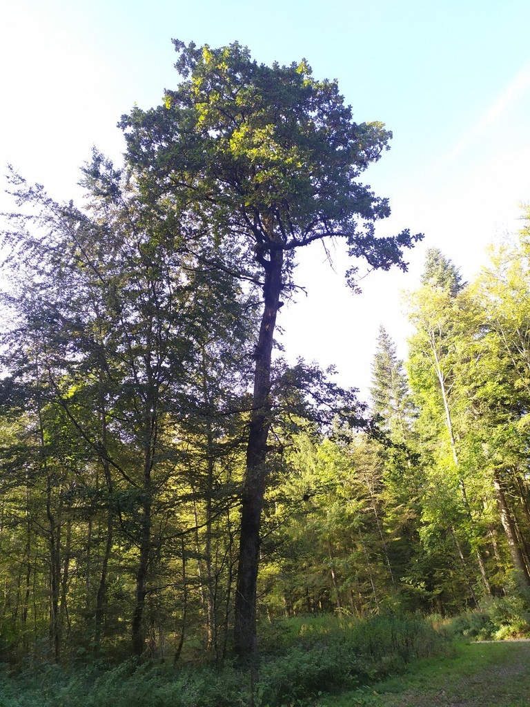 Tuefelsburg-Webseite-4_Easy-Resize.com_.jpg