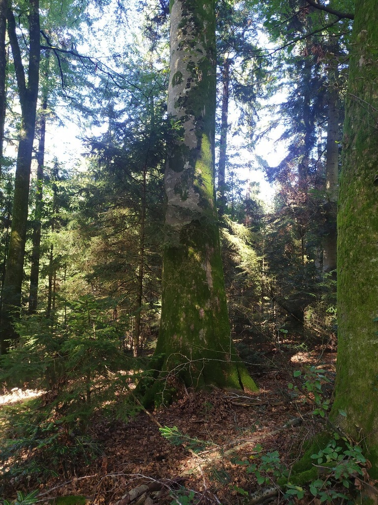 Foxtrott-Webseite-3_Easy-Resize.com_.jpg