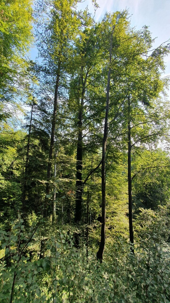Wurzelwunder-Webseite-2_Easy-Resize.com_.jpg