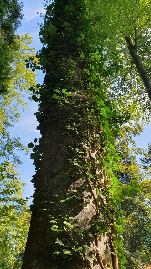 Wurzelwunder-Webseite-3_Easy-Resize.com_.jpg