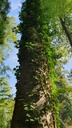 Wurzelwunder-Webseite-3_Easy-Resize.com_.jpg