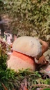 Wurzelwunder-Webseite-5_Easy-Resize.com_.jpg