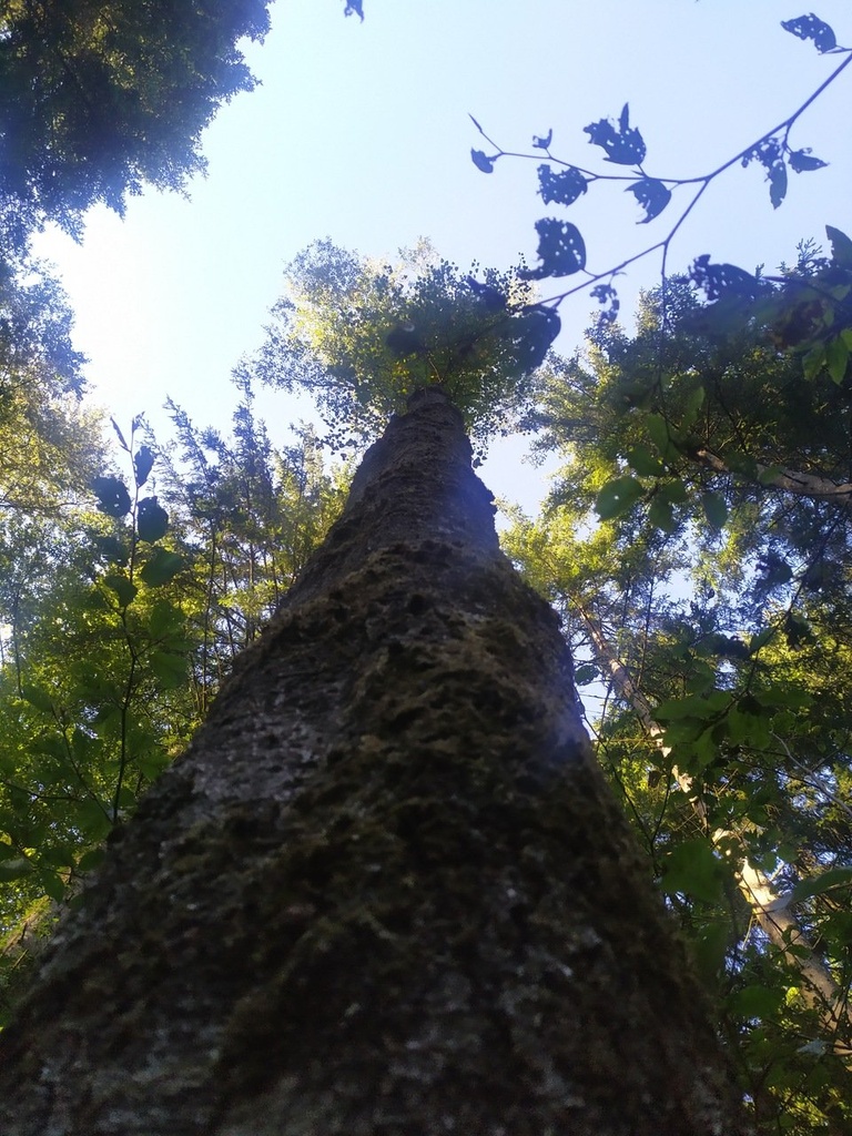 Strubelkopf-Webseite-4_Easy-Resize.com_.jpg